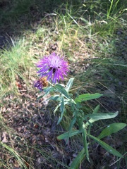 Centaurea jacea substituta