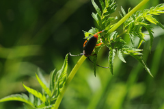 Phytoecia affinis