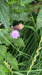 Cirsium arvense