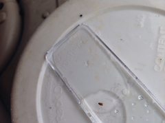Nepomorpha