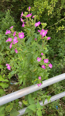 Epilobium hirsutum
