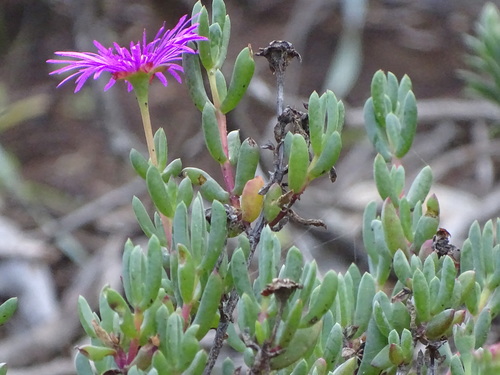 Image of Lampranthus pauciflorus by (c) Shaun Swanepoel, some rights reserved (CC BY)
