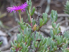 Lampranthus pauciflorus