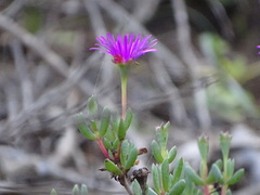 Lampranthus pauciflorus