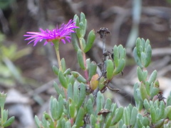 Lampranthus pauciflorus