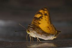 Vagrans sinha