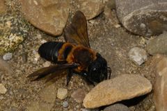Megachile monticola