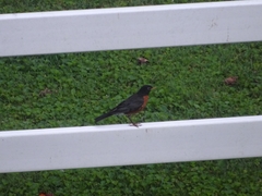 Turdus migratorius migratorius