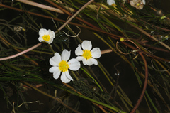 Ranunculus fluitans