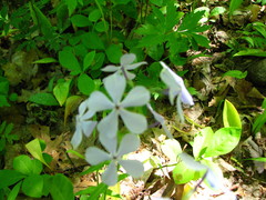 Phlox divaricata laphamii