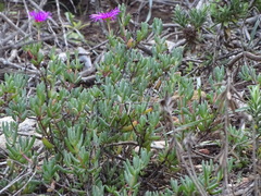 Lampranthus pauciflorus