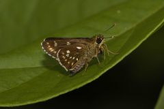 Thoressa cerata