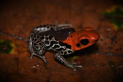 Ranitomeya reticulata