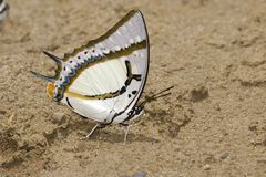 Polyura eudamippus