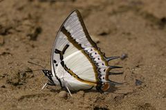 Polyura eudamippus