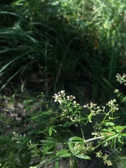 Galium semiamictum