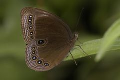 Ethope himachala