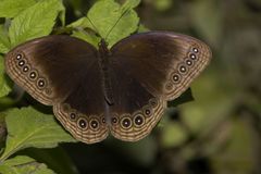 Ethope himachala