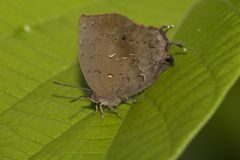 Surendra quercetorum