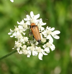 Anogcodes rufiventris