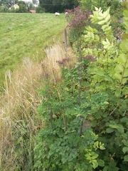 Thalictrum aquilegiifolium