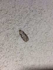 Semioscopis packardella