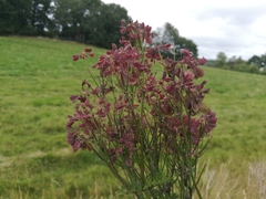 Thalictrum aquilegiifolium