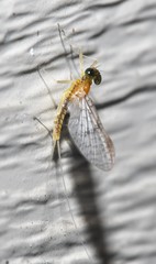 Leucrocuta umbratica