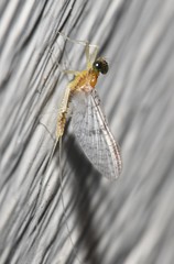 Leucrocuta umbratica