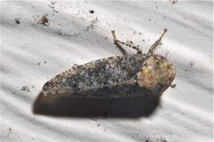 Paraphlepsius collitus