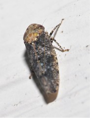 Paraphlepsius collitus