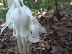 Monotropa