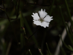 Heliosperma pusillum