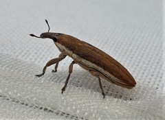 Lixus juncii