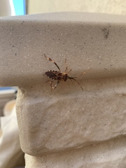 Leptoglossus occidentalis