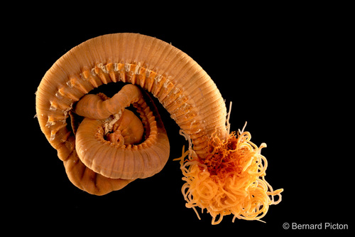 Representative image of Amphitritides