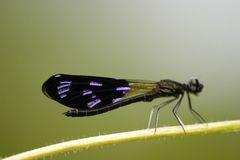 Aristocypha quadrimaculata