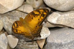 Vagrans sinha