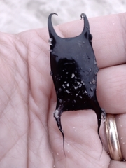 Psammobatis