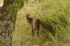 Axis porcinus