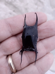 Psammobatis