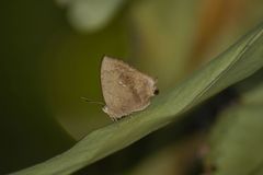 Surendra quercetorum