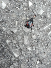 Hister quadrimaculatus