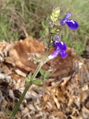 Salvia prunelloides