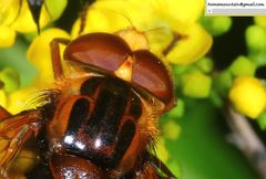 Volucella