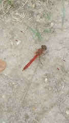 Sympetrum sanguineum