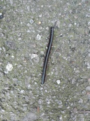 Pachyiulus oenologus