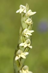 Habenaria heyneana