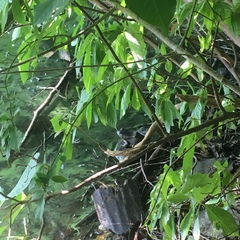 Lithobates catesbeianus