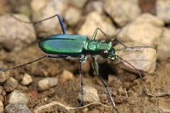Cicindela whithillii